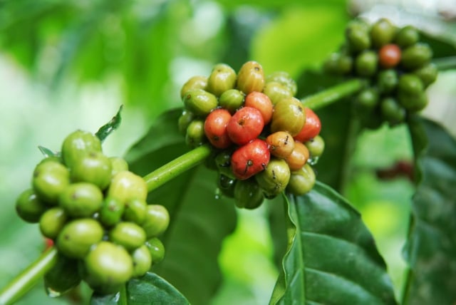 Foto: Pesona dari Kebun Kopi Robusta di Lamno, Aceh Jaya - kumparan.com