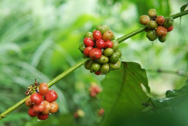 Foto: Pesona dari Kebun Kopi Robusta di Lamno, Aceh Jaya (3674)