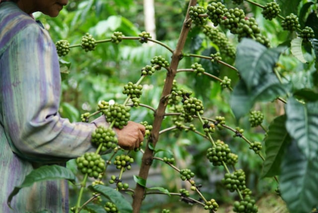 Foto: Pesona dari Kebun Kopi Robusta di Lamno, Aceh Jaya (3678)