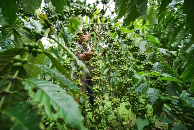 Foto: Pesona dari Kebun Kopi Robusta di Lamno, Aceh Jaya (3680)