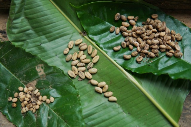 Foto: Pesona dari Kebun Kopi Robusta di Lamno, Aceh Jaya (3682)