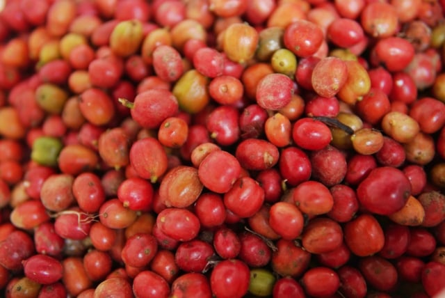 Foto: Pesona dari Kebun Kopi Robusta di Lamno, Aceh Jaya (3681)