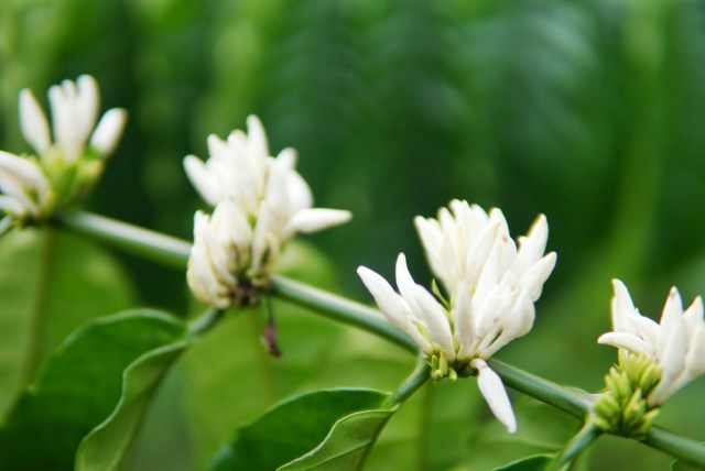 Foto: Pesona dari Kebun Kopi Robusta di Lamno, Aceh Jaya (3675)