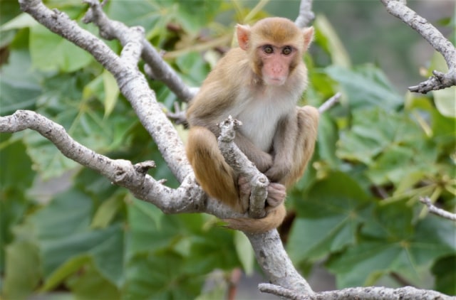 Ilustrasi monyet rhesus pemakan biji kopi Foto: Dok.Shutterstock