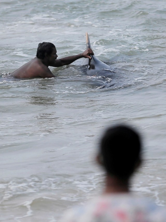 Seorang warga mencoba mendorong paus pilot kembali ke laut setelah teerdampar di pantai Panadura, Sri Lanka. Foto: Dinuka Liyanawatte / REUTERS