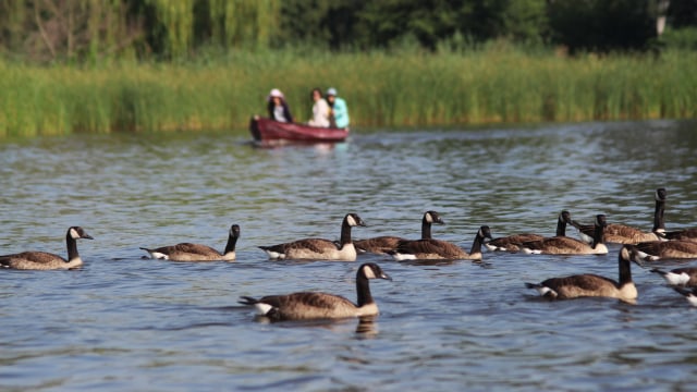 Desa Giethoorn di Belanda. Foto: Getty Images