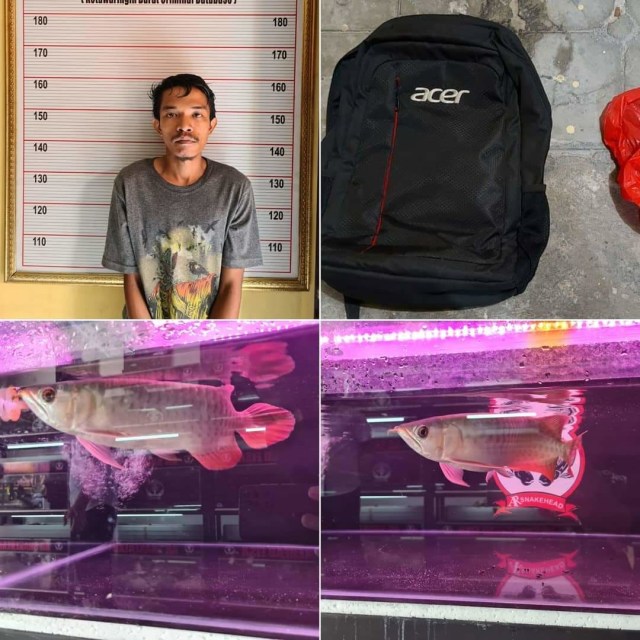 Nekat Mencuri Ikan Arwana Majikan, ART di Kotawaringin Barat Ditangkap Polisi 