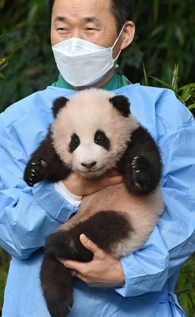 Seorang pengasuh menunjukkan anak panda bernama Fu Bao di Taman Hiburan dan Hewan Everland, Yongin, Korea Selatan, Rabu (4/11).  Foto: Jung Yeon-je / AFP