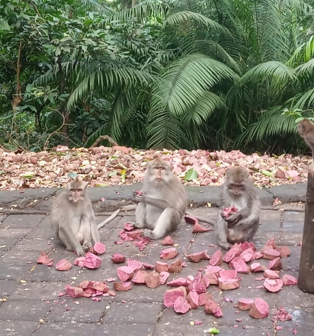 Selama masa pandemi , kera di Monkey Forest, Ubud tetap dipelihara dengan baik - WIB