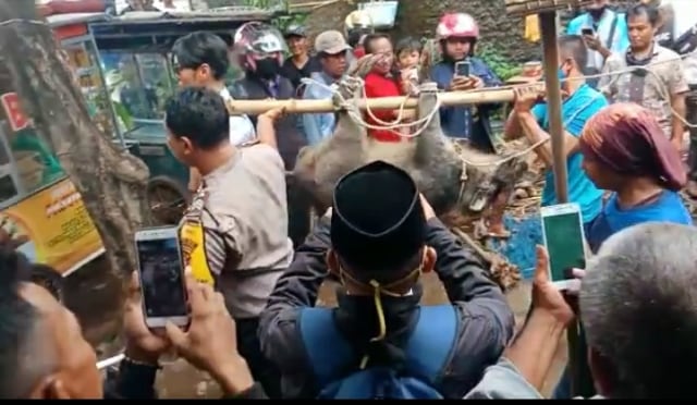 Petugas bersama warga mengevakuasi seekor babi hutan yang mati setelah dipukuli warga karena merusak rumah di Desa Palasah, Kabupaten Majalengka. (Istimewa)
