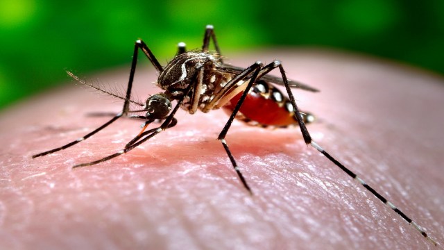 Ilustrasi: Nyamuk aedes aegypti, penyebab Demam Berdarah Dengoe (DBD)