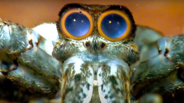 Laba-laba Berwajah Raksasa. Foto: Screen Youtube zeefrank1