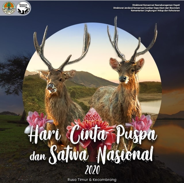 Mengenal Rusa Timor dan Kecombrang: Maskot Hari Cinta Puspa dan Satwa Nasional (345080)