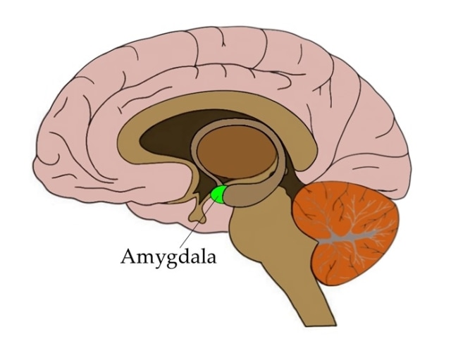 Ilustrasi posisi amigdala di otak kita. Sumber gambar: Neuroscientifically.com