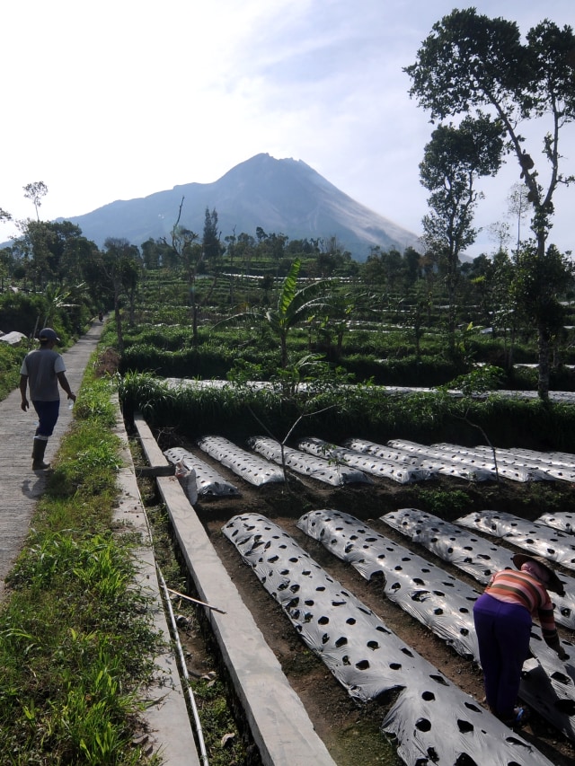 Warga beraktivitas di lahan pertanian lereng Gunung Merapi di Tlogolele, Selo, Boyolali, Jawa Tengah, Jumat (6/11). Foto: Aloysius Jarot Nugroho/ANTARA FOTO