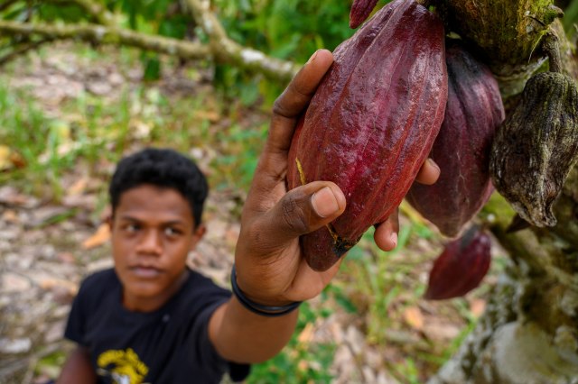 Seorang petani menujukkan kakao yang mengalami pembusukan buah di Desa Powelua, Kabupaten Donggala, Sulawesi Tengah. Foto: Basri Marzuki/Antara Foto