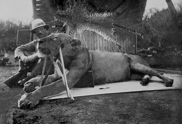 Singa di Tsavo. Sumber: Wikimedia Commons