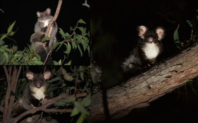 Spesies Baru Hewan Marsupial Glider Ditemukan, Ini Wujud Imutnya (62726)
