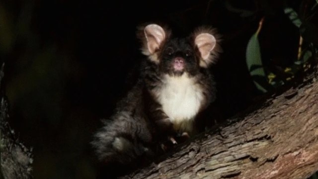 Spesies Baru Hewan Marsupial Glider Ditemukan, Ini Wujud Imutnya (62725)