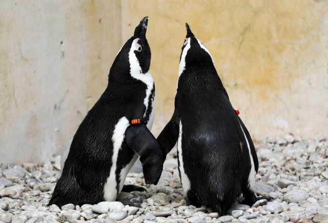 Para Penguin di Afrika Selatan. Foto: Reuters/Sumaya Hisyam