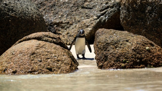 Para Penguin di Afrika Selatan. Foto: Reuters/Sumaya Hisyam