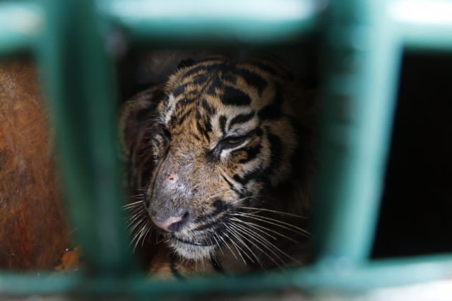 Harimau betina yang terluka akibat terjerat kawat di Kabupaten Gayo Lues, Aceh, kembali dilepaskan ke kawasan hutan lindung Terangun karena kondisinya membaik. Foto: Dok. BKSDA Aceh