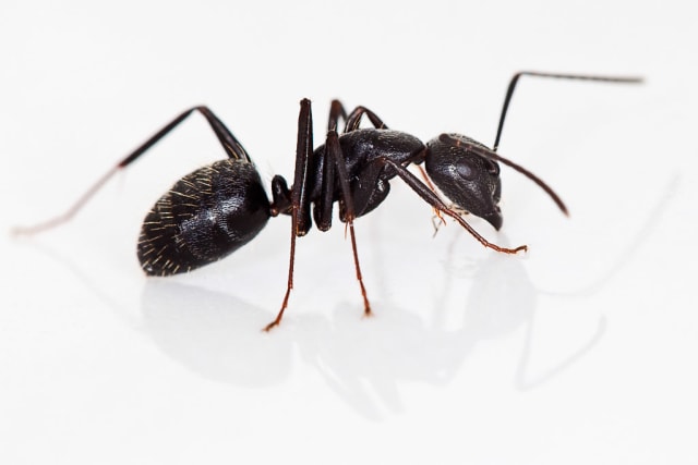 Semut tukang kayu atau carpenter ants yang merupakan salah satu semut formisin | Gambar oleh Dmitry Mozzherin dari flic.kr (https://flic.kr/p/68J6xU)