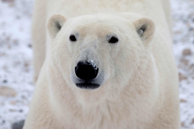 Studi Baru Ungkap Beruang Kutub Bunuh Walrus Pakai Alat, Apa Itu? (21478)