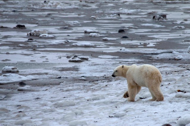 Studi Baru Ungkap Beruang Kutub Bunuh Walrus Pakai Alat, Apa Itu? (21479)