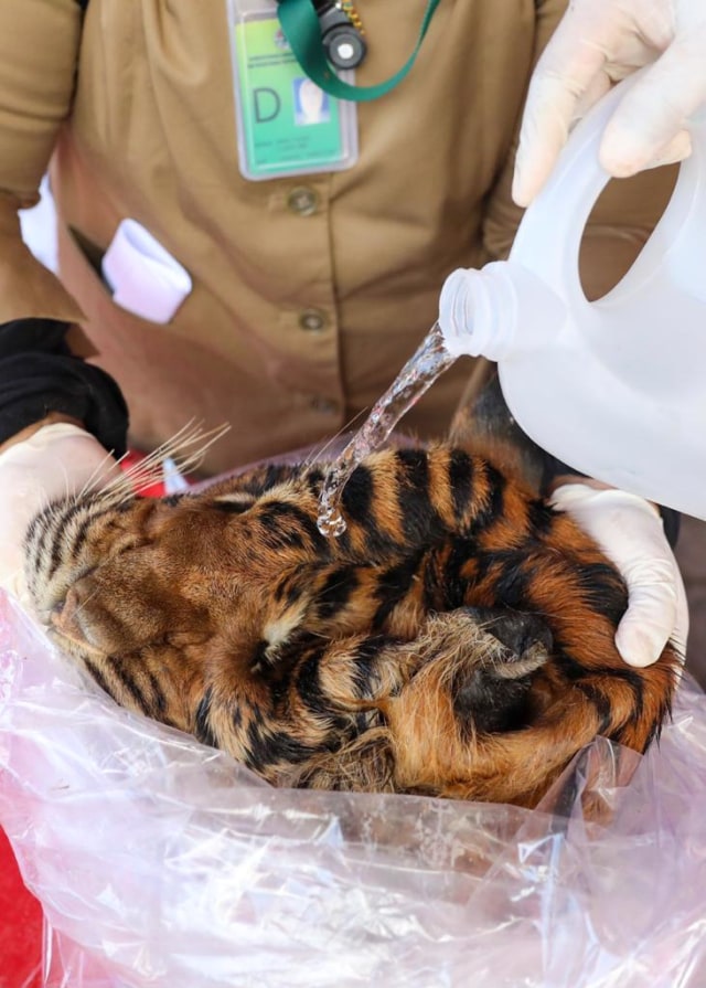 Kulit Harimau yang disita polisi. Foto: Suparta/acehkini 
