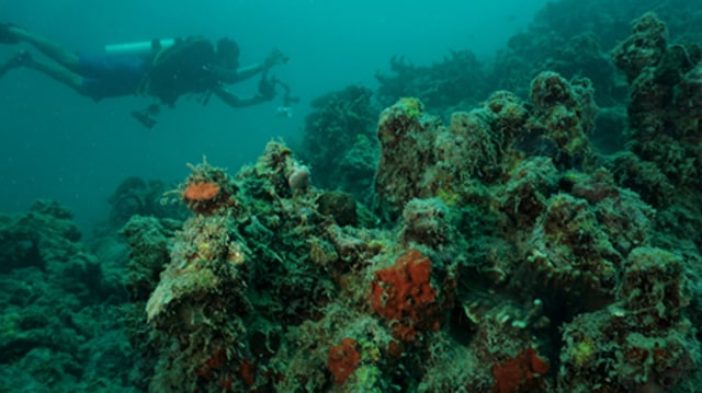 Panorama keindahan bawah laut di Pulau Pramuka wilayah Kabupaten Administrasi Pulau Seribu, Kepulauan Seribu. Sumber. Donny Iqbal/Mongabay Indonesia