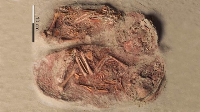 Sisa-sisa tulang bayi kembar identik yang diduga berasal dari zaman batu akhir.  Foto: Natural History Museum Vienna