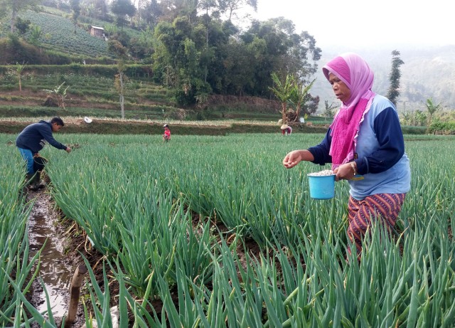 Petani bawang polong di Majalengka sedang memupuk tanaman bawang miliknya mengunakan pupuk urea. (Oki Kurniawan)