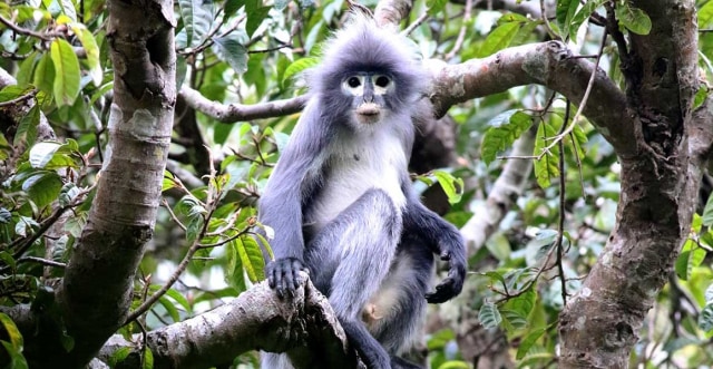 Lutung Popa. Foto: Thaung Win via Natural History Museum