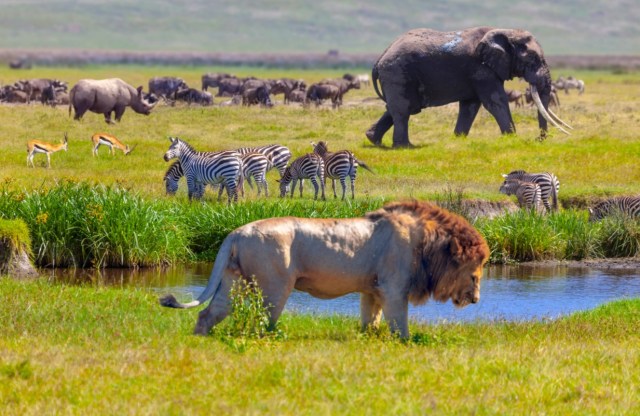 Ilustrasi keanekaragaman hayati. Foto: istock