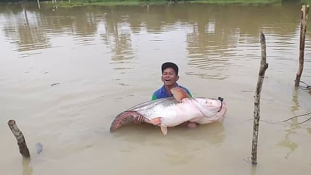 IKAN tapah seberat 51 Kg berhasil dipancing warga di Desa Mentulik, Kampar Kiri Hilir, Kampar, Riau.