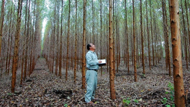 Jaga Produksi, Toba Pulp Bisa Hasilkan 2,6 Juta Bibit Eucalyptus per Bulan (10716)