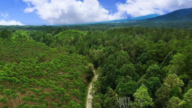 Hutan tanaman industri (HTI) berisi tegakan pohon eucalyptus milik PT Toba Pulp Lestari. Foto: PT TPL