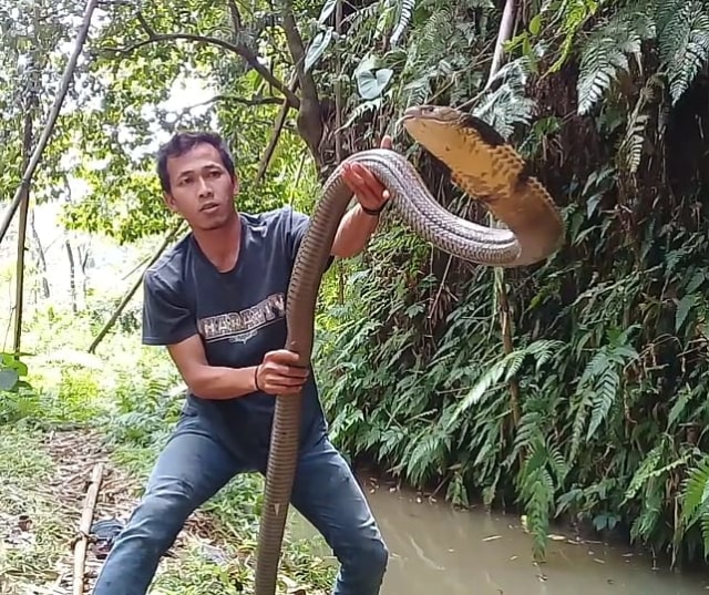 Rinto menunjukkan ular king kobra berukuran panjang 4 meter. (Andri Yanto)
