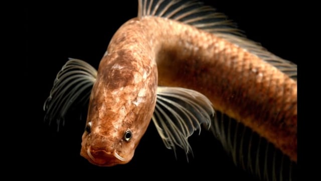 Gollum Snakehead. Foto: Youtube/Mongabay India