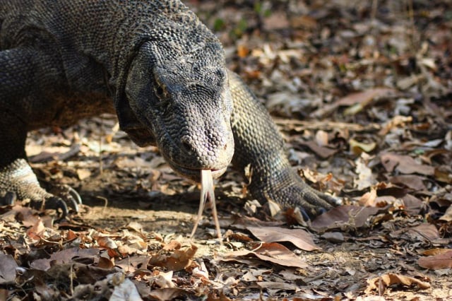 Muncul Komodo Berkepala Kura-kura di Pulau Komodo, Spesies Baru? (30089)