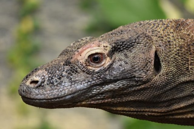 Muncul Komodo Berkepala Kura-kura di Pulau Komodo, Spesies Baru? (30090)