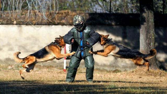 Seorang anggota Tentara Nepal bersama dengan anjing menunjukkan keahlian mereka selama festival anjing sebagai bagian dari perayaan Tihar di Bhaktapur, Nepal, Sabtu (14/11). Foto: NAVESH CHITRAKAR/REUTERS