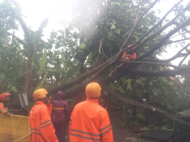Petugas mengevakuasi pohon roboh akibat hujan dan angin kencang. Foto: erl