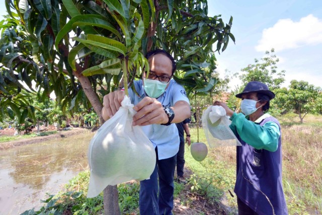 Pertamina RU VI Balongan terus mensuport kelompok tani WTC Indramayu untuk budidaya Mangga Agrimania. (Ciremaitoday)
