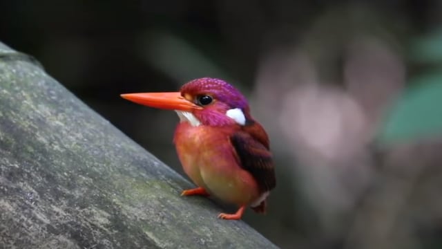 Burung The South Philippine Dwarf Kingfisher (Ceyx mindanensis). Foto: Screen Youtube/Dumbanoğlu Çiftliği