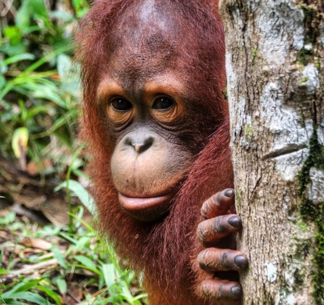 Orangutan Kalimantan (Pongo Pygmaeus), Foto: Harley Sastha