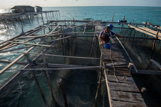 Warga memberi makan ikan kerapu di keramba miliknya di perairan dekat Pulau Laut, Kabupaten Natuna, Kepulauan Riau. Foto: Aditya Pradana Putra/ANTARA FOTO