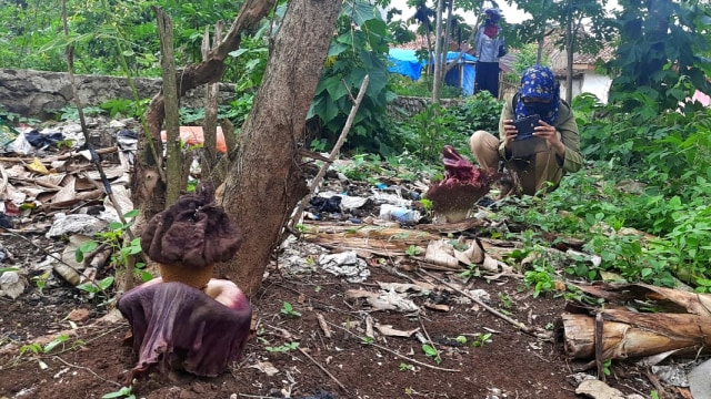 Suweg, Tanaman Jenis Bunga Bangkai Tumbuh di Kebun Warga Serang, Banten (98558)