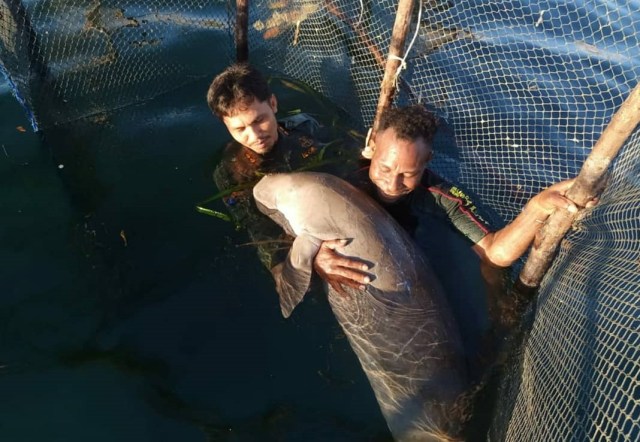 Tim BKSDA Sultra saat melepas satwa liar jenis dugong atau yang dikenal dengan nama ikan duyung. Foto: Dok BKSDA Sultra.